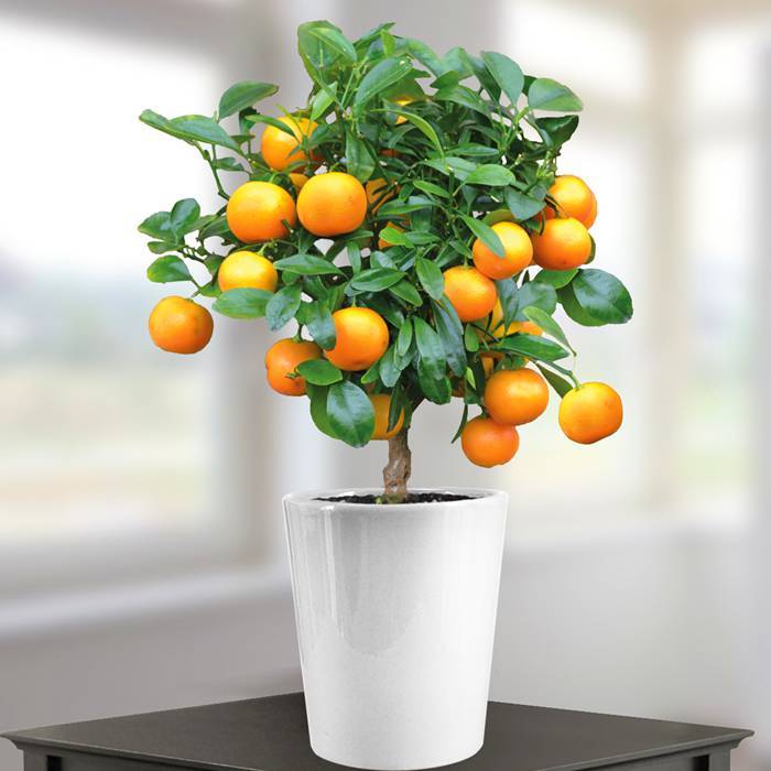 Planten voor in de woonkamer sfeervolle & mooie planten